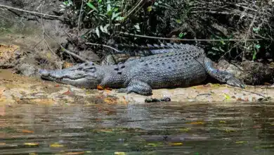 Crocodiles And Alligators Of The Rainforest