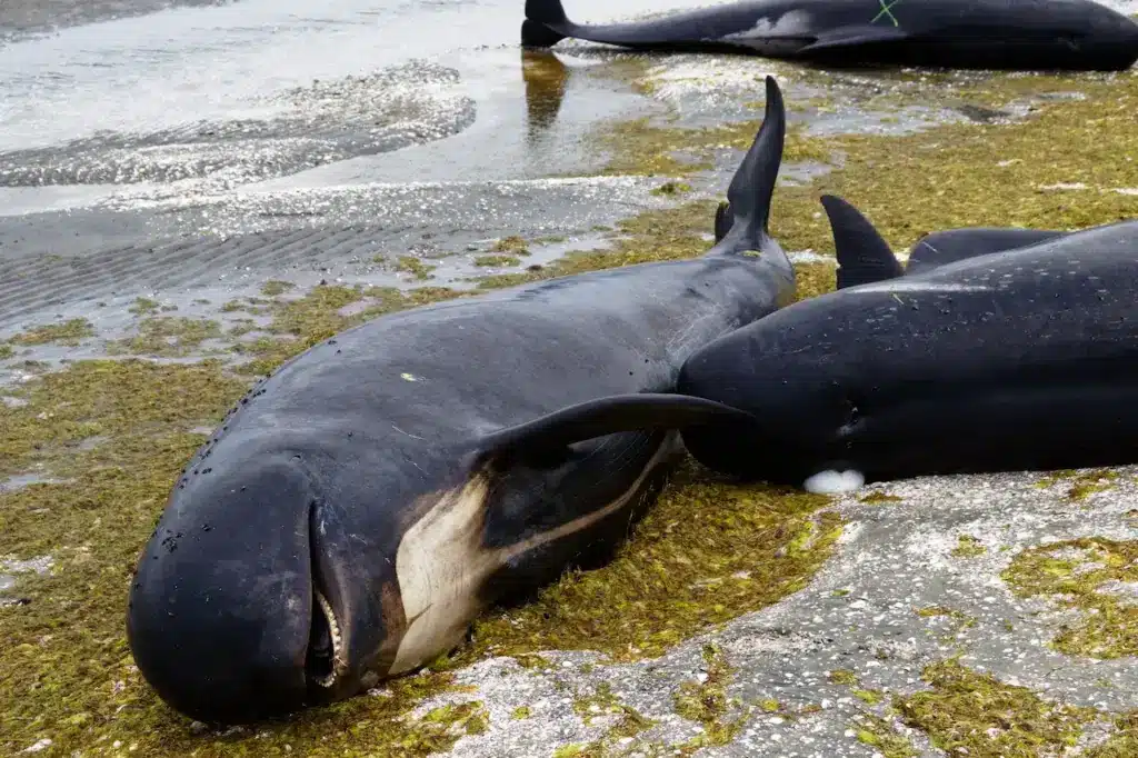 Dead Pilot Whales on the Sea Shore 