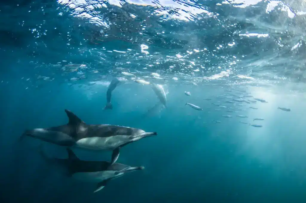 Dolphins Underwater 