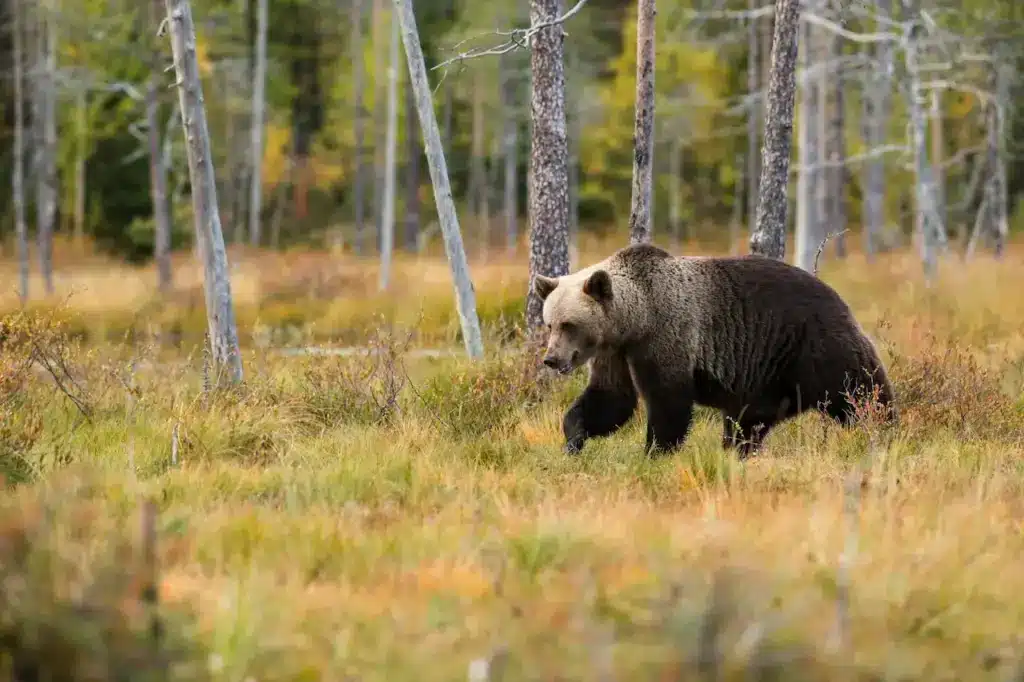 Endangered Grizzly Bears on the Wild