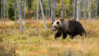 Endangered Grizzly Bears on the Wild