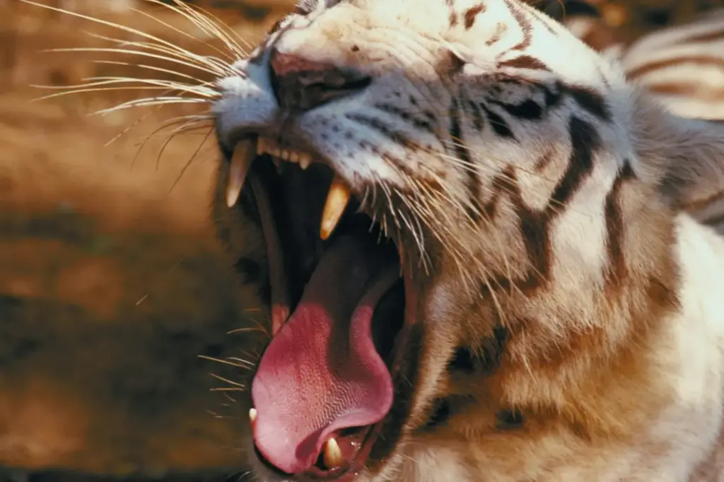 Endangered Tiger Facts Siberian Tiger Yawning