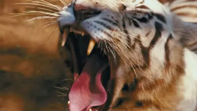 Endangered Tiger Facts Siberian Tiger Yawning