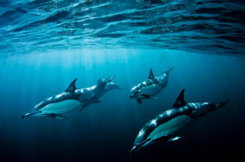 Japan Dolphin Hunt Resumes