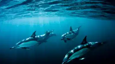 Japan Dolphin Hunt Resumes