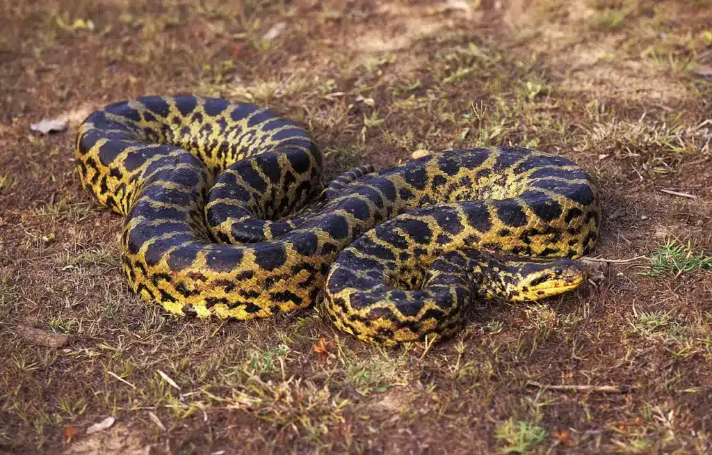 Green Anaconda on the Ground. Large Snake Of The Rainforest