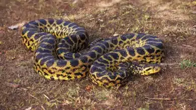 Green Anaconda on the Ground. Large Snake Of The Rainforest