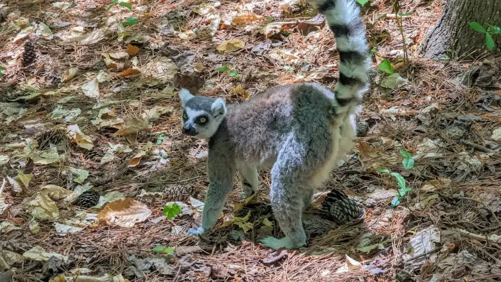 Lemurs Sttanding on a Lwaves 