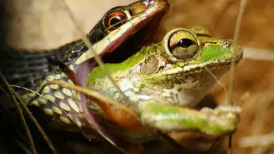 Snake Eating Frog. Rain Forest Food Web Top Predators