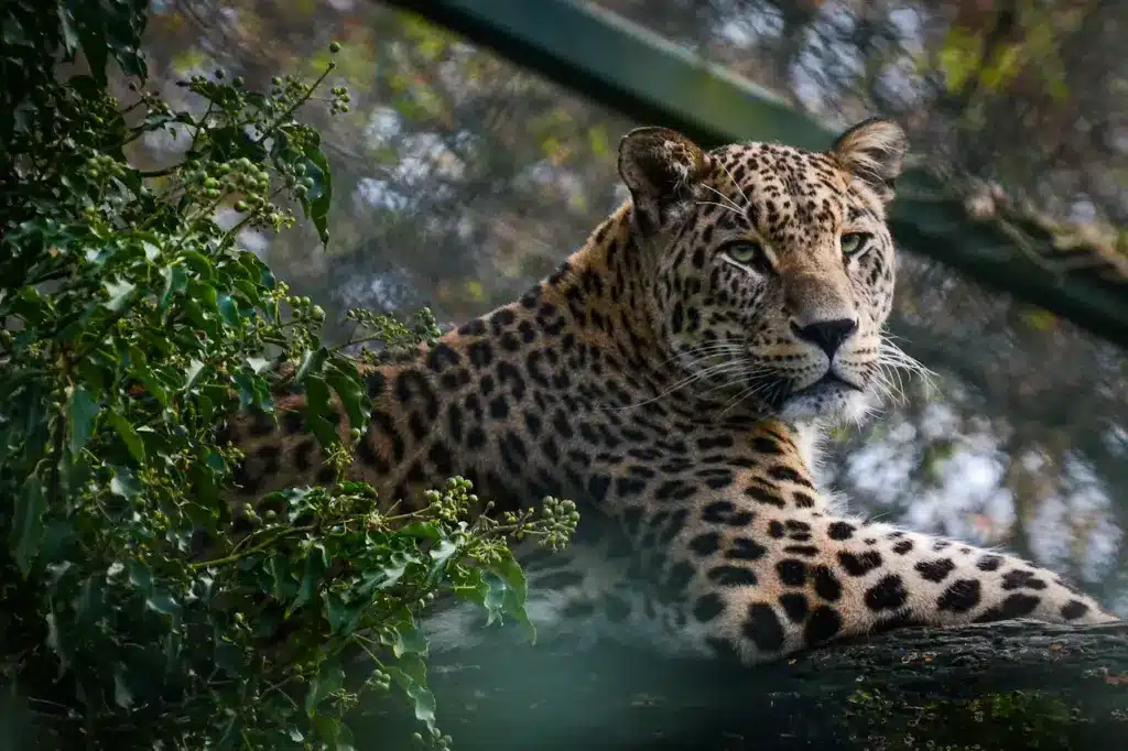 Rain Forest Tigers Male Persian Panther Laying On A Branch