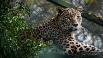 Rain Forest Tigers Male Persian Panther Laying On A Branch