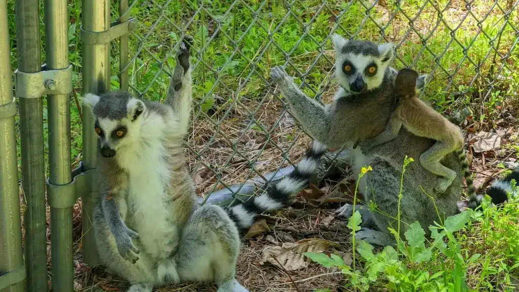 Rainforest Primates on a Steel Bar