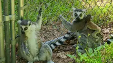 Rainforest Primates on a Steel Bar