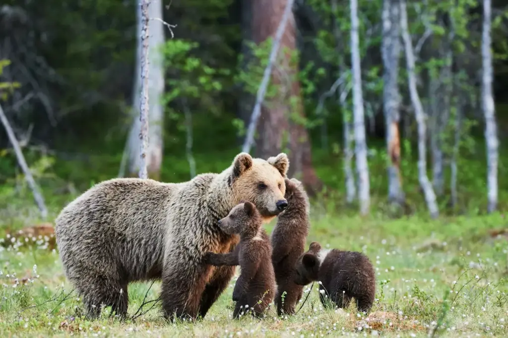 Record Size Bear Family on the Forest