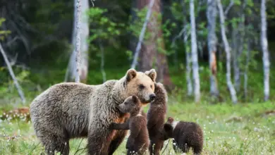 Record Size Bear Family on the Forest