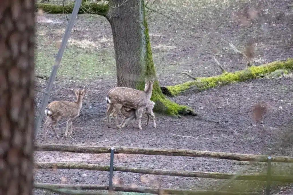 Reindeers In The Wild 