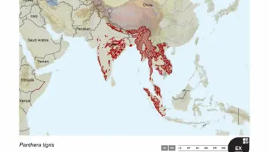 Tiger Range Map