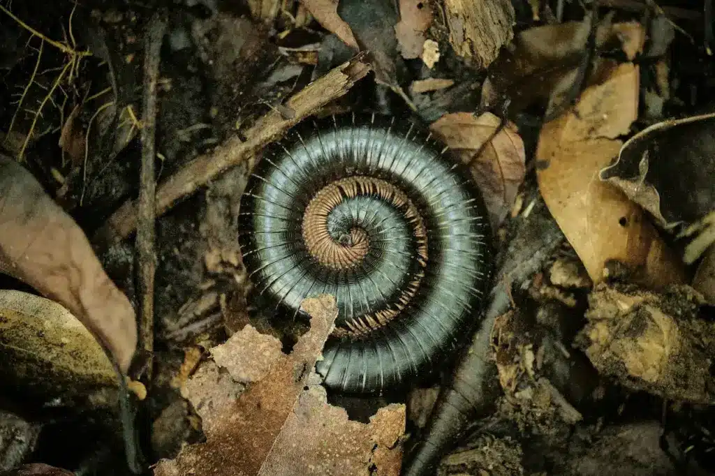 Giant African Milliped. Top 10 Endangered Species News