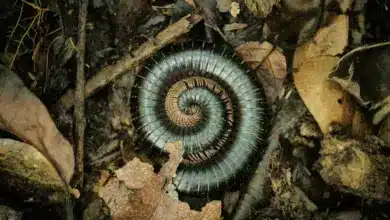 Giant African Milliped. Top 10 Endangered Species News