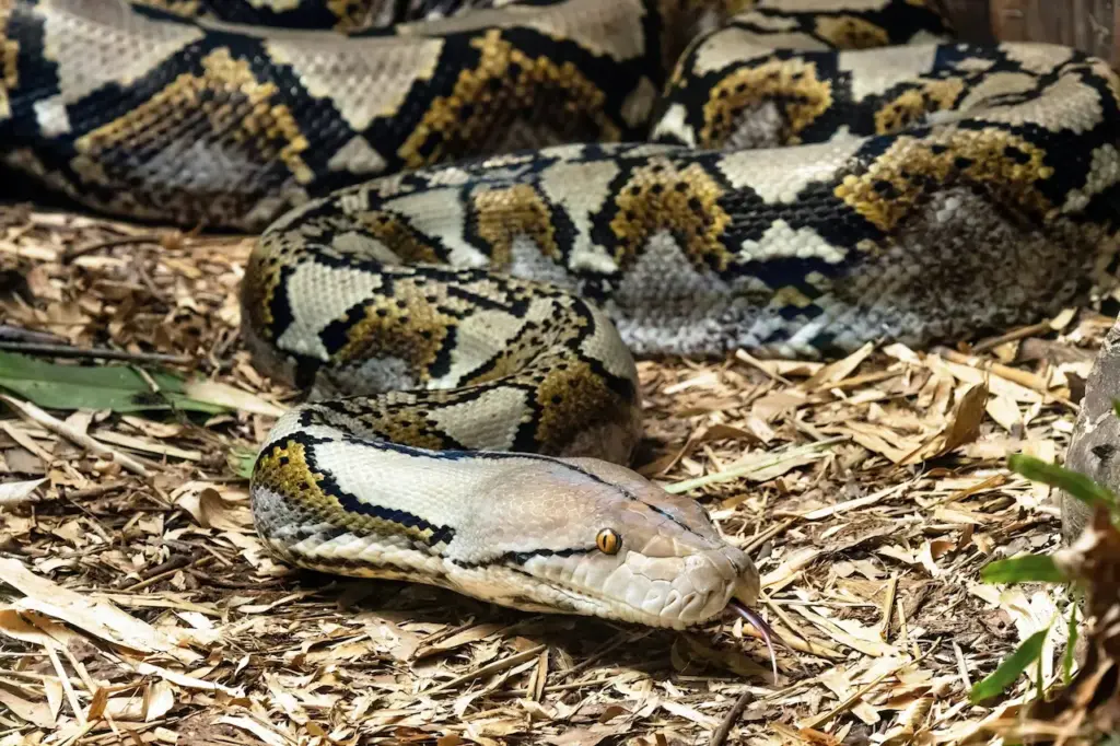 Reticulated Python Flicks out it's Tongue Top Ten Endangered Species News.