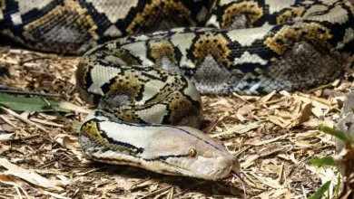 Reticulated Python Flicks out it's Tongue Top Ten Endangered Species News.