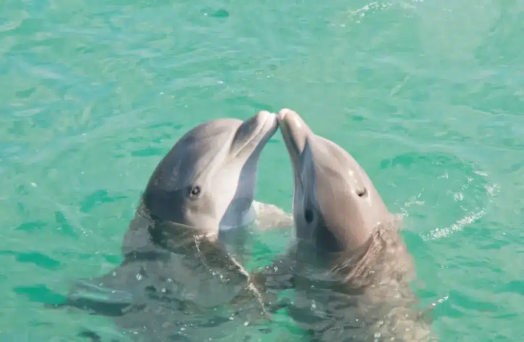 Two Dolphins Kissing In The Water