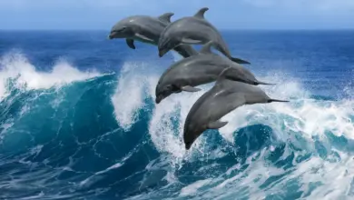 What Do Dolphins Eat? Dolphins Jumping In The Waters
