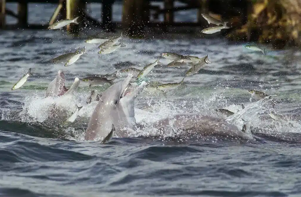Wild Dolphins Feeding On The Fishes 