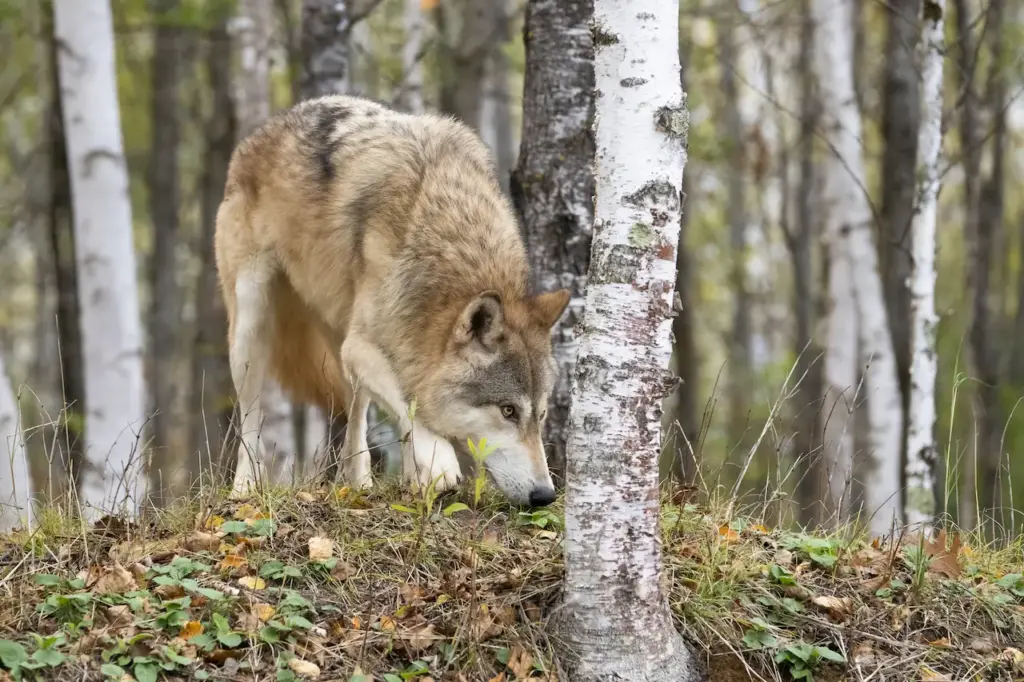 Wolf Hunt For Prey in the Woods