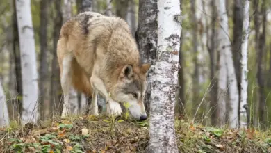 Wolf Hunt For Prey in the Woods