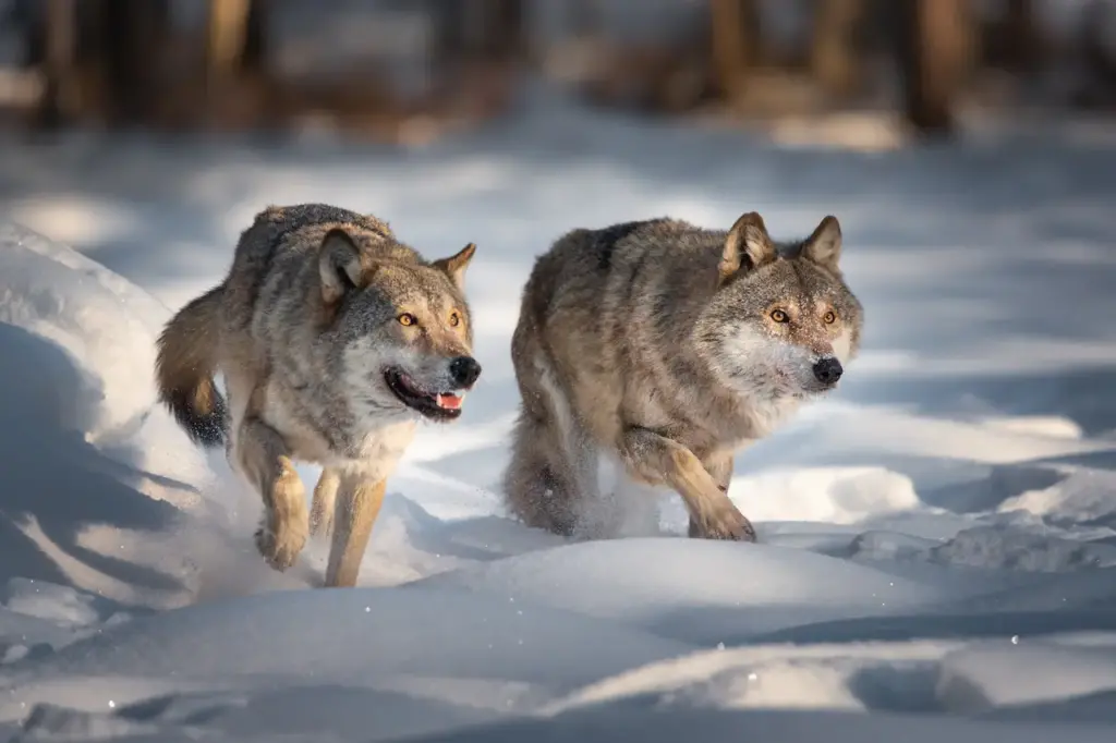 Wolf Hunt Could Backfire