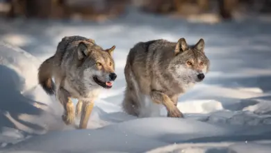 Wolf Hunt Could Backfire