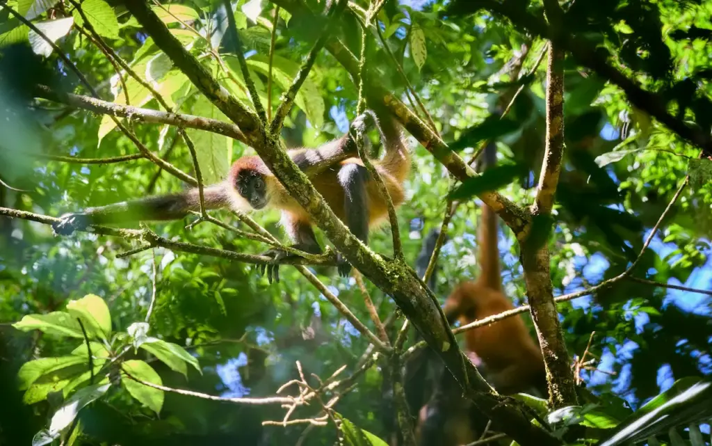 Spider Monkey on a Tree. Amazon Rain Forest Monkeys