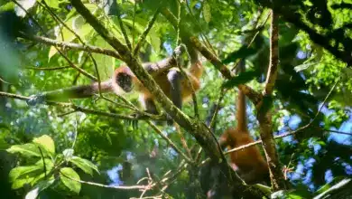 Spider Monkey on a Tree. Amazon Rain Forest Monkeys