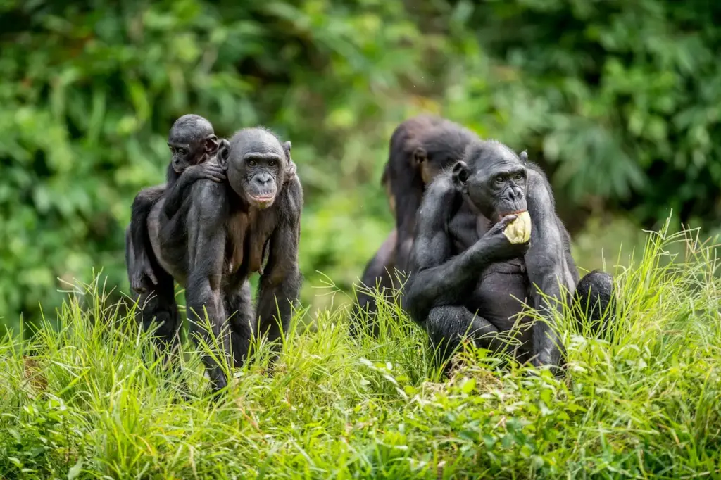 Group of Bonobos Sitting on the Grass