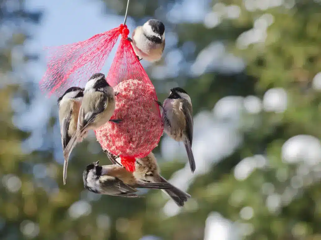 Chickadees Eating Food on a Net