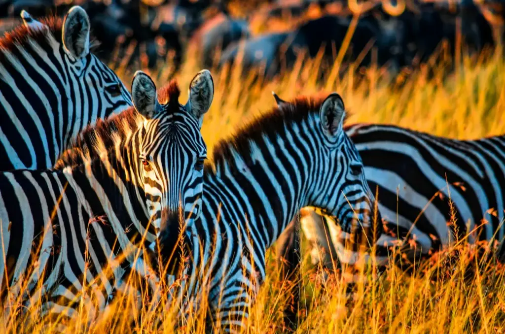 Closeup Image of Zebra in a Wild