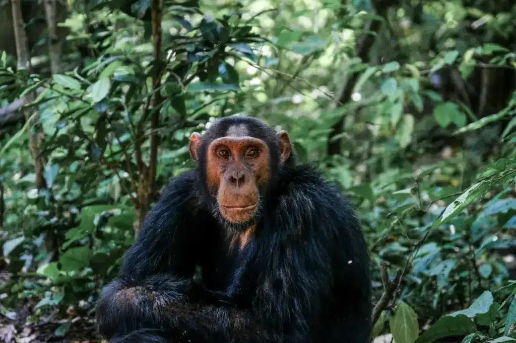 Endangered Rainforest Species Chimps And Bonobos