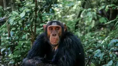 Endangered Rainforest Species Chimps And Bonobos