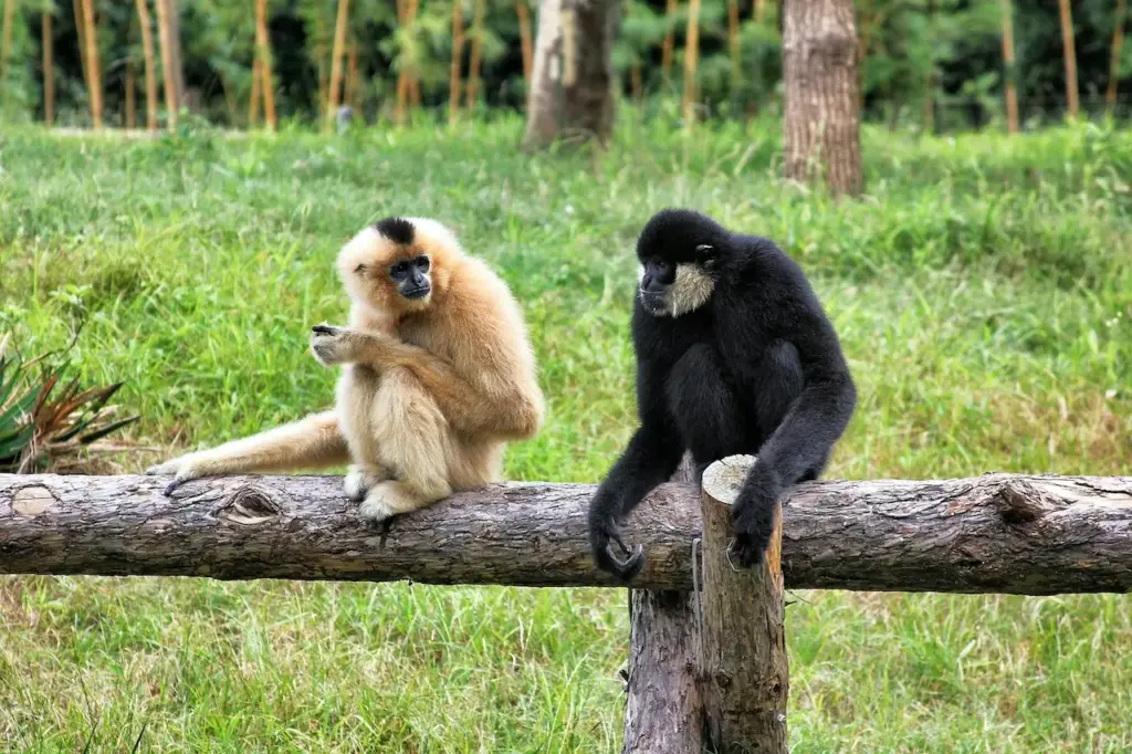 Endangered Rainforest Species Gibbons