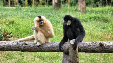 Endangered Rainforest Species Gibbons