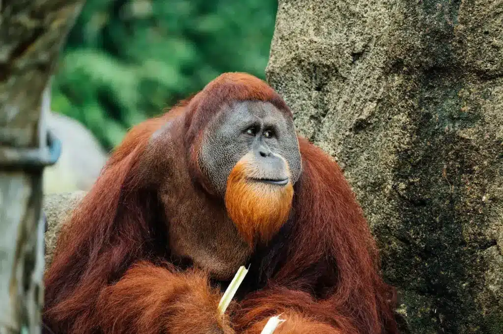 Endangered Rainforest Species Orangutan