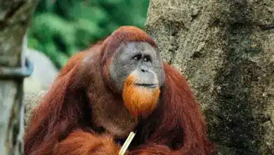 Endangered Rainforest Species Orangutan
