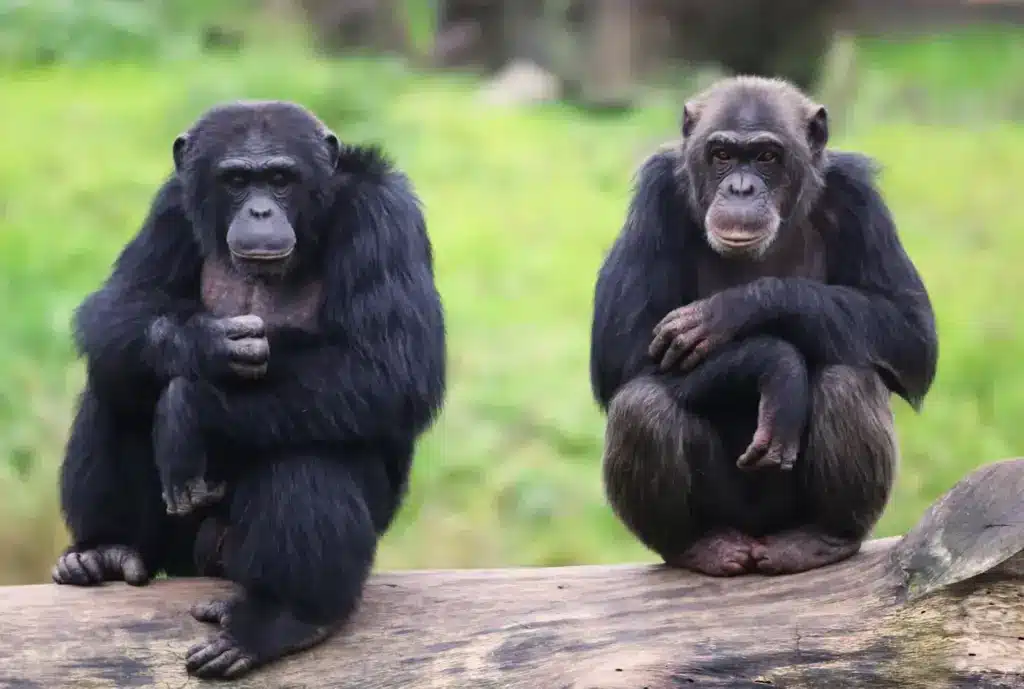 Endangered Species Rainforest Gorillas