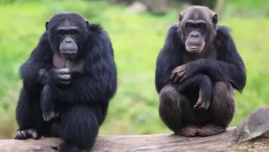 Endangered Species Rainforest Gorillas