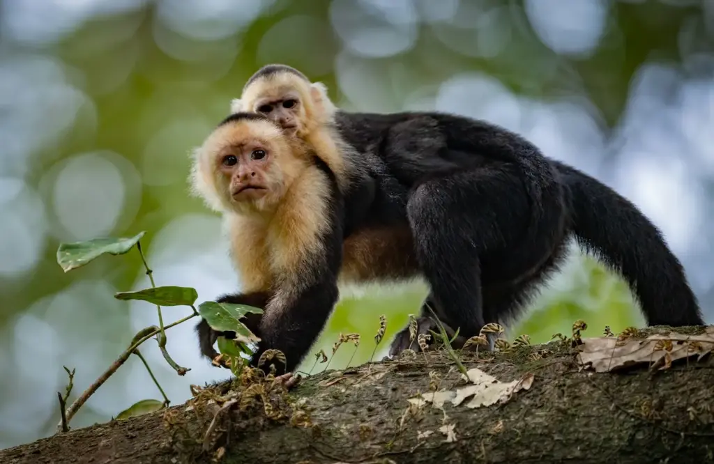 Forest Monkeys with his Baby