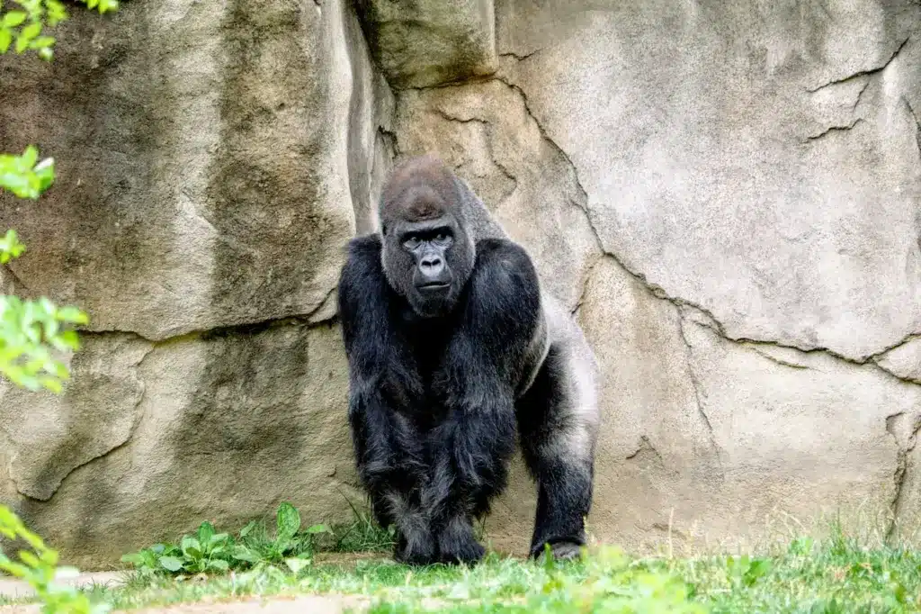 Gorilla Next to a Big Rock