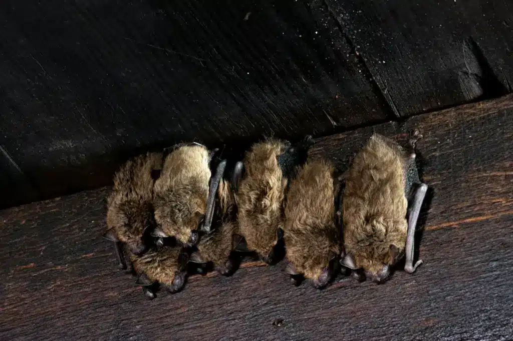 Group of Bats Sleeping 