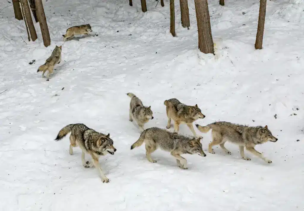 Group of Wolves in the Snow 