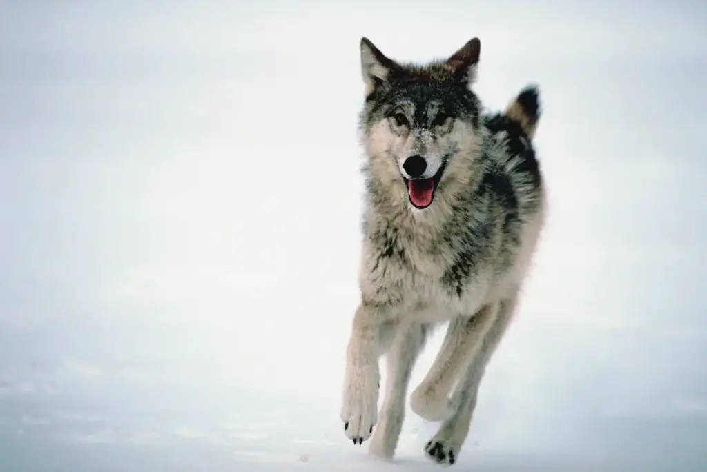 Hunters Claim To Scare 30 Wolves